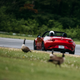 Illustration for article titled The 2016 Mazda Miata Will Save The Sports Car